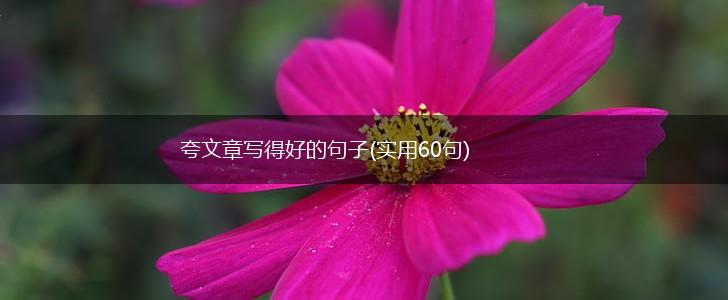 夸文章写得好的句子(实用60句),第1张