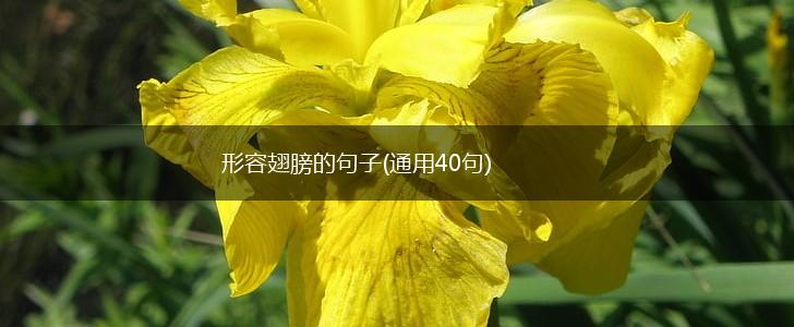 形容翅膀的句子(通用40句),第1张