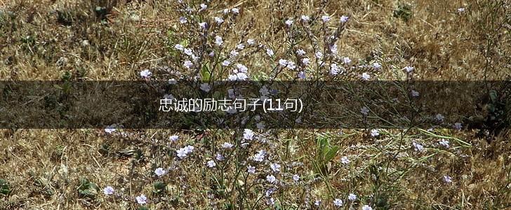 忠诚的励志句子(11句),第1张