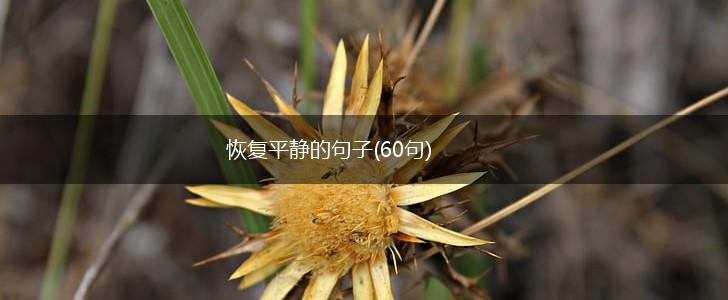 恢复平静的句子(60句),第1张