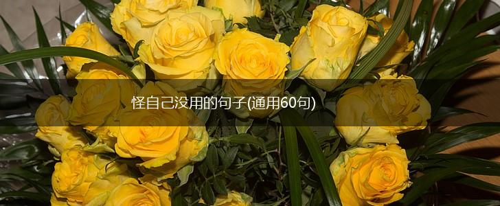 怪自己没用的句子(通用60句),第1张
