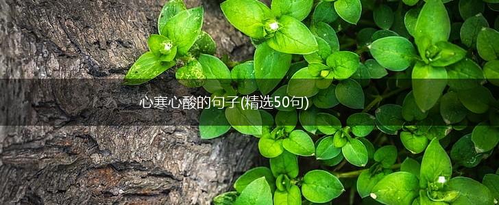 心寒心酸的句子(精选50句),第1张