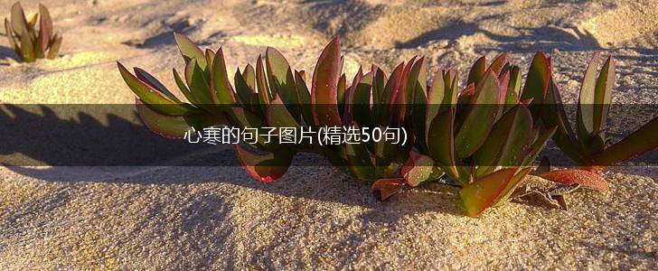 心寒的句子图片(精选50句),第1张