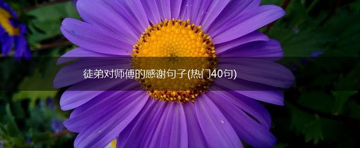 徒弟对师傅的感谢句子(热门40句),第1张