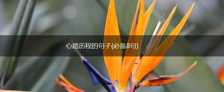 心路历程的句子(必备8句),第1张