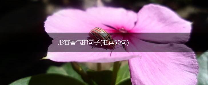 形容香气的句子(推荐50句),第1张