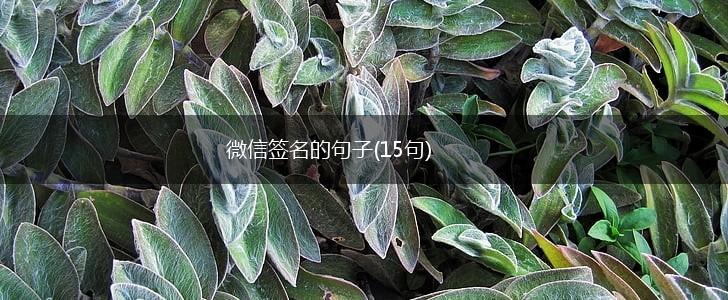 微信签名的句子(15句),第1张