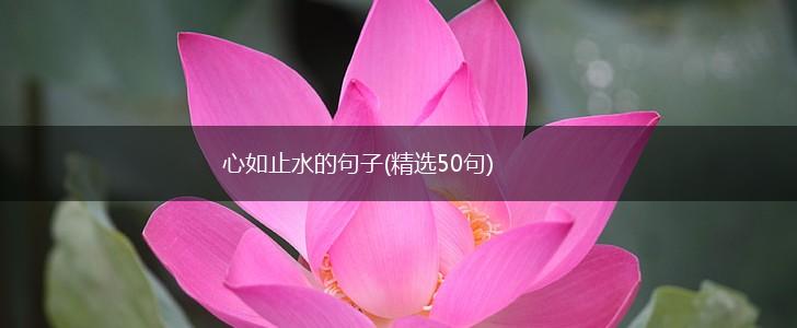 心如止水的句子(精选50句),第1张