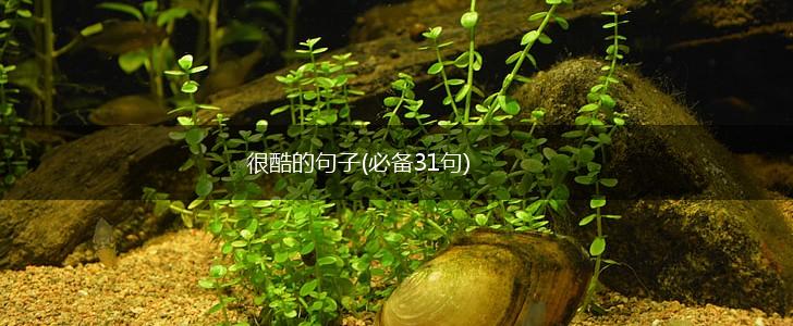 很酷的句子(必备31句),第1张