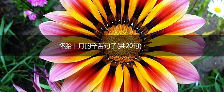 怀胎十月的辛苦句子(共20句),第1张