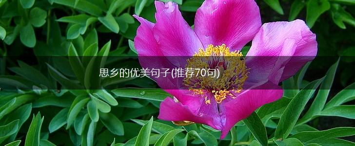 思乡的优美句子(推荐70句),第1张