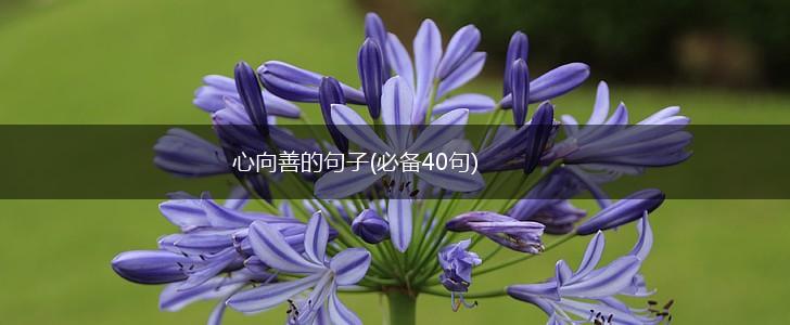 心向善的句子(必备40句),第1张