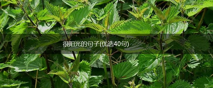 很阳光的句子(优选40句),第1张