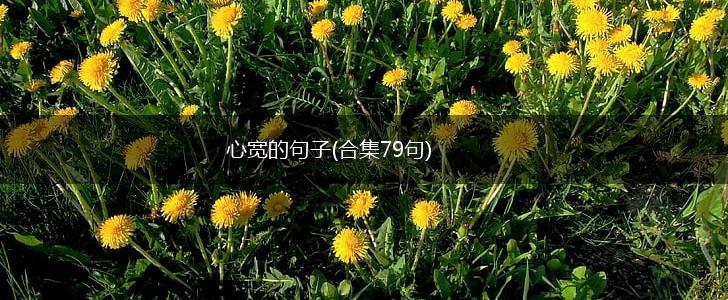 心宽的句子(合集79句),第1张