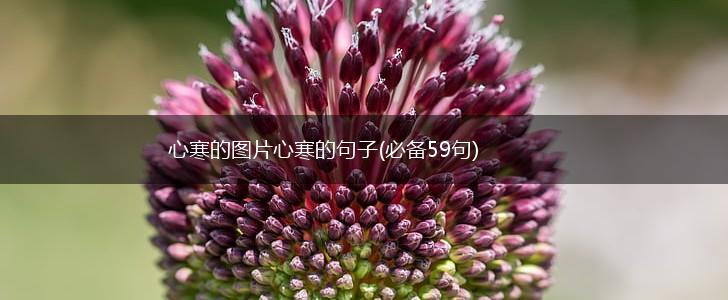 心寒的图片心寒的句子(必备59句),第1张