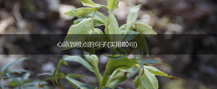 心凉到极点的句子(实用80句),第1张 心凉到极点的句子(实用80句),第1张