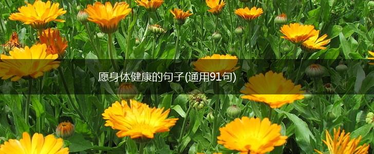 愿身体健康的句子(通用91句),第1张