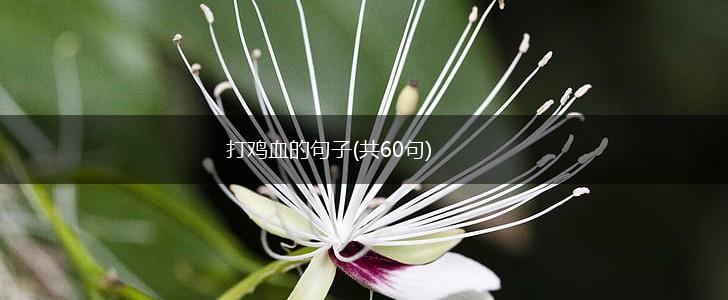 打鸡血的句子(共60句),第1张