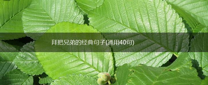 拜把兄弟的经典句子(通用40句),第1张
