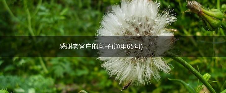 感谢老客户的句子(通用65句),第1张