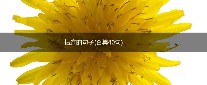 拈连的句子(合集40句),第1张