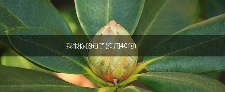 我恨你的句子(实用40句),第1张