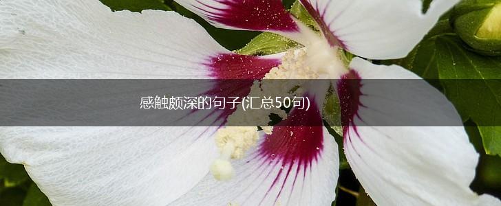 感触颇深的句子(汇总50句),第1张