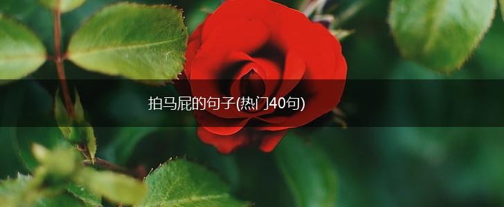 拍马屁的句子(热门40句),第1张