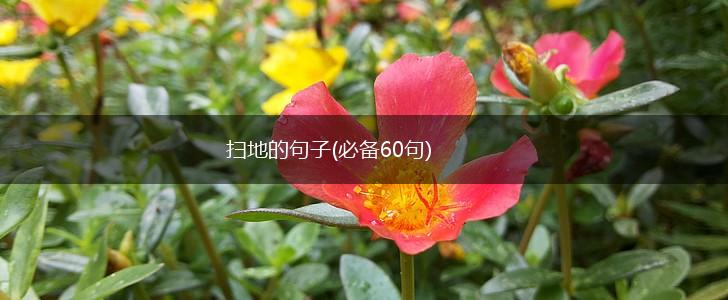 扫地的句子(必备60句),第1张