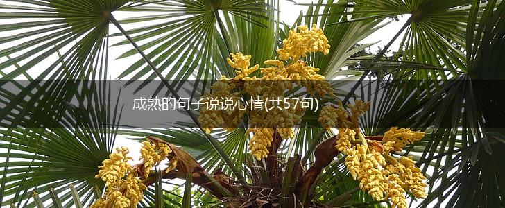 成熟的句子说说心情(共57句),第1张