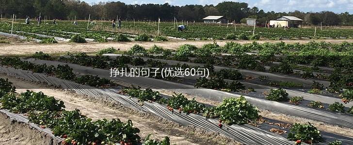 挣扎的句子(优选60句),第1张