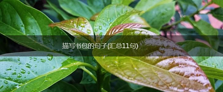描写书包的句子(汇总11句),第1张