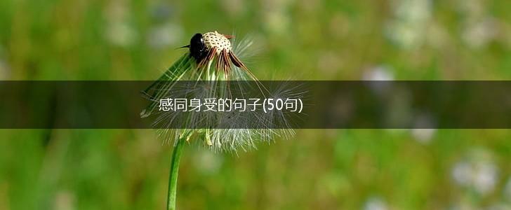 感同身受的句子(50句),第1张