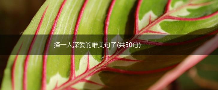 择一人深爱的唯美句子(共50句),第1张