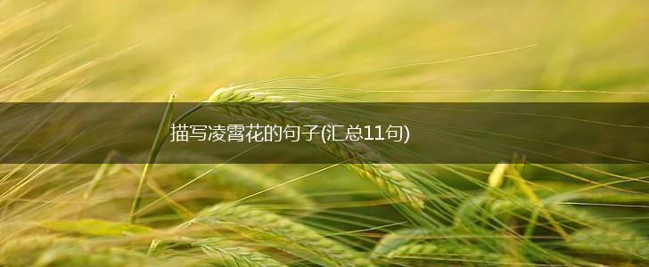 描写凌霄花的句子(汇总11句),第1张