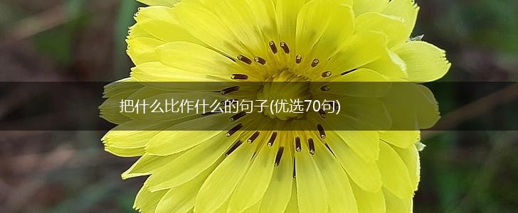 把什么比作什么的句子(优选70句),第1张