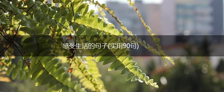 感受生活的句子(实用90句),第1张