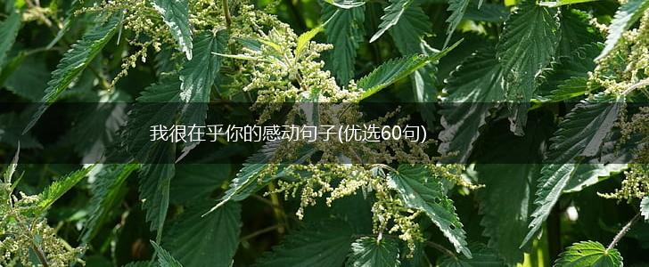 我很在乎你的感动句子(优选60句),第1张