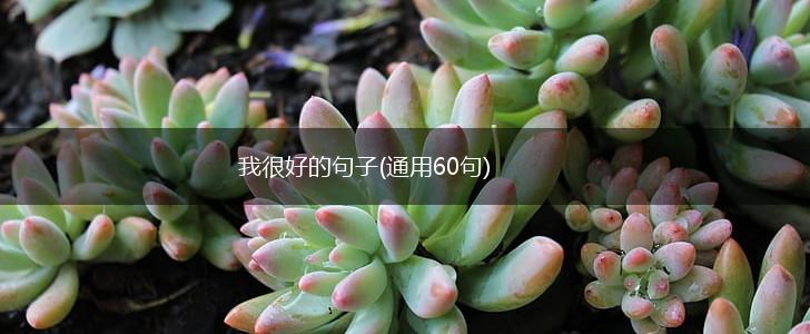 我很好的句子(通用60句),第1张