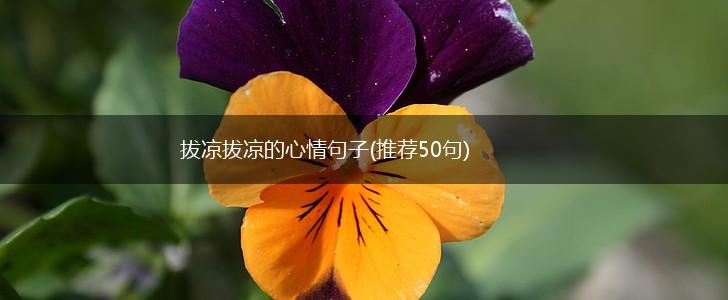 拔凉拔凉的心情句子(推荐50句),第1张