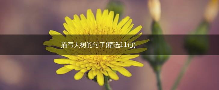 描写大树的句子(精选11句),第1张 描写大树的句子(精选11句),第1张