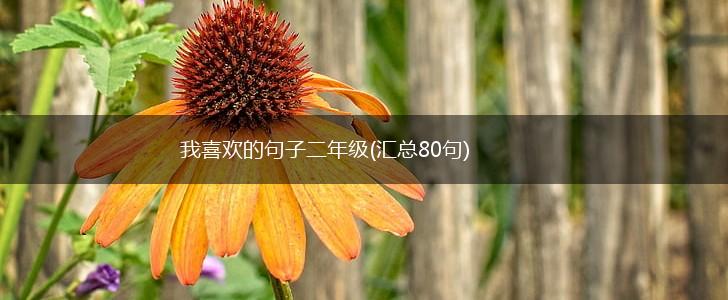 我喜欢的句子二年级(汇总80句),第1张