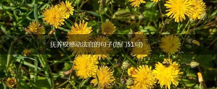 抚养权感动法官的句子(热门51句),第1张