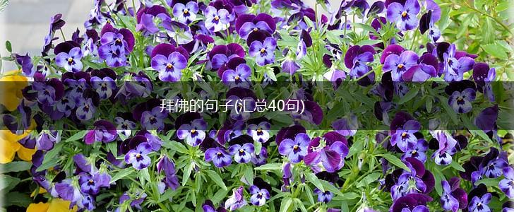 拜佛的句子(汇总40句),第1张