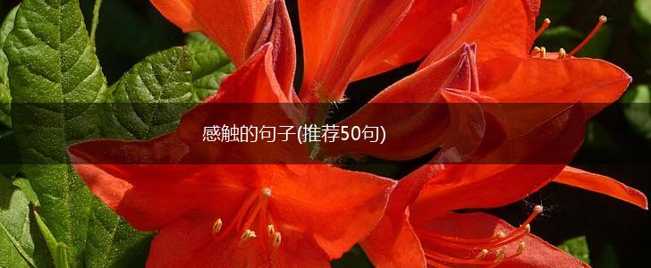 感触的句子(推荐50句),第1张