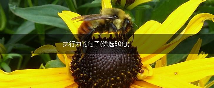 执行力的句子(优选50句),第1张