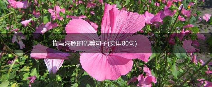描写海豚的优美句子(实用80句),第1张