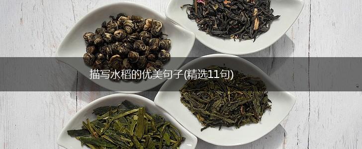 描写水稻的优美句子(精选11句),第1张