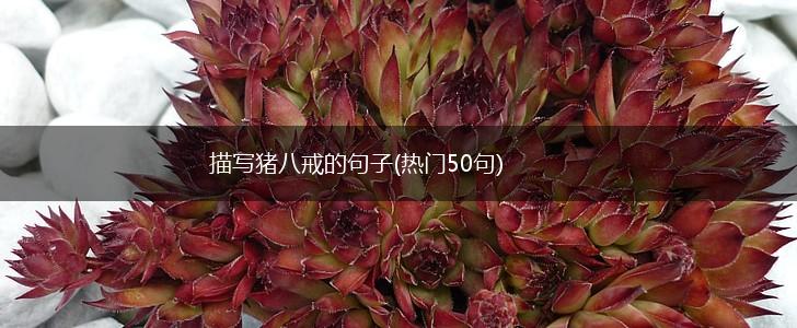 描写猪八戒的句子(热门50句),第1张