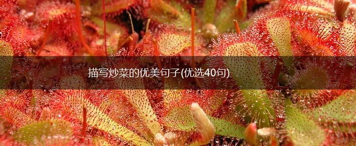 描写炒菜的优美句子(优选40句),第1张